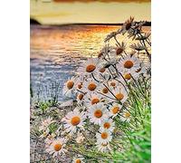 DIY 5D Diamond Painting Kits for Adult & Kids Colorful,Full Drill Round Rhinestone Embroidery Cross Stitch Painting by Number Gem Arts Craft Home Decor,Sunset Lake View Daisy 11.8X15.7in