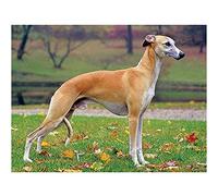 DIY 5D Diamond Painting Kits for Adults and Kids,Whippet Dog Full Diamond Art Kits by Numbers,Crystal Rhinestone Cross Stitch Embroidery Pictures Arts Crafts for Home Wall Decoration (40x50cm/16x20in)