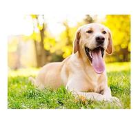 DIY 5D Diamond Painting Kits for Adults Full Drill Labrador Dog by Number Kits Rhinestone Embroidery Arts Craft 50x60CM