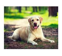 DIY 5D Diamond Painting Kits for Adults & Kids,Labrador Dog Full Drill Set Crystal Rhinestone Diamond Embroidery Cross Stitch Diamond Arts Crafts for Home Wall Decoration Gifts 40x50cm/16x20inch