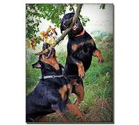 DIY 5D Diamond Painting Kits Full Drill, Funny Rottweiler Dog 12x16in Square Rhinestone Cross Stitch Embroidery Painting,Paint by Numbers Diamond Art Craft Canvas Pictures Home Wall Decor 30x40cm