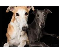 DIY 5D Diamond Painting Kits Full Drill Number Greyhound Dog Crystal Rhinestone Adults Cross Stitch Pictures Embroidery Canvas Arts Wall Sticker Craft Home Room Living Bedroom Decor Gift 30x40cm