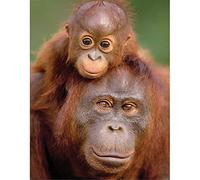 DIY 5D Diamond Painting Kits Full Drill Orangutan & Baby Adults Kids Crystal Rhinestone Embroidery Cross Stitch Canvas Mosaic Diamond Art Craft for Home Wall Decor Gift Round Drill,40x50cm