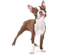 DIY 5D Full Diamond Painting Number Kits Cute Boston Terrier Dog Square Diamond Painting for Adults and Kids,Diamond Art Perfect for Relaxation and Home Wall Decor Gift 11.8 * 15.7inch