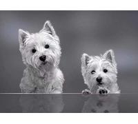 DIY 5D Mosaics Diamond Painting Kit for Men Kids,Full Drill Round Crystals Cross Stitch Pictures Embroidery Rhinestones,Arts Craft Wall Decor,West Highland White Terrier Puppy, Westie Dog 30x40cm