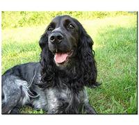 DIY Cross Stitch Including Colored Threads Cotton Fabric Needle Drawing,Black Cocker Spaniel, Embroidery Starter Kit, pre-Printed for Beginners, Children and Adults 11CT