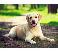 DIY Diamond Art Kits, Sunny Labrador Dog (8x10in) 5D Diamond Painting for Adults, Diamond Painting Gift for Kids,DIY Crystal Rhinestone Embroidery Diamond Painting for Home Wall Decor 20x25cm