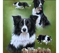 DIY Diamond Painting by Numbered Kit, Full-Drilled Border Collie Sheep Black Dog Full Drill Diamond Art Cross Stitch Paint by Numbers Square Diamond Frameless 50x60cm