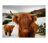 DIY Diamond Painting Cow 5D Highland Cow Full Round Drill Animal Diamond Embroidery Cross Stitch Kit Home Decor R2 40 x 50cm