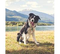 DIY Diamond Painting Kits Border Collie Dog Cross Stitch Kit Full Diamond Embroidery Wall Art Home Decoration Gift