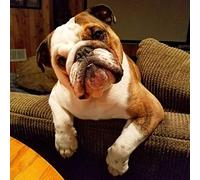DIY Diamond Painting Kits British Bulldog Cross Stitch Kit Full Diamond Embroidery Wall Art Home Decoration Gift