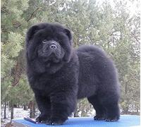 DIY Diamond Painting Kits for Adults, Black Dog Chow Chow 5D Full Round Drill Diamond Painting Kit Embroidery Arts Home Decor