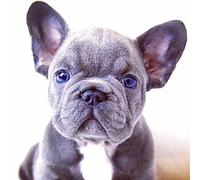 DIY Diamond Painting Kits French Bulldog Puppy Cross Stitch Kit Full Diamond Embroidery Wall Art Home Decoration Gift