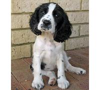 Diy Diamond Painting Springer Spaniel Dog Full Drill Rhinestone Crystal Embroidery Pictures Cross Stitch Art Craft For Home Decor