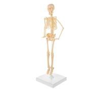 DIY Human Skeleton Model for Learning, 10.5x10.5x35CM Anatomy Model