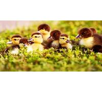 DIY Large Diamond Art Kits for Adults, Little Duck Round Drill Full Drill Crystal Rhinestone Embroidery Canvas, Diamond Painting Cross Stitch 5D Gem Art Crafts Set for Home Wall Decor 40x120cm Au14483