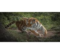 DIY Large Diamond Art Kits for Adults, Tiger Round Drill Full Drill Crystal Rhinestone Embroidery Canvas, Diamond Painting Cross Stitch 5D Gem Art Crafts Set for Home Wall Decor 60x120cm Au8900