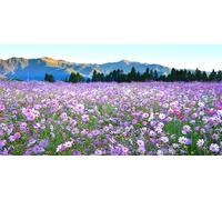 DIY Large Diamond Art Kits for Adults, Wildflowers Square Drill Full Drill Crystal Rhinestone Embroidery, Diamond Painting Cross Stitch 5D Gem Art Crafts Set for Home Wall Decor 100x200cm Au14972