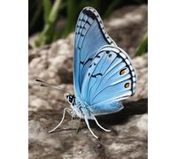 Diy Latch Hook Rug Kits Blue Butterfly Animal Handmade Self Knotting Set，Diy Tapestry Kits For Adults Cushion Large Latch Hook Tapestry Pre-Printed Pattern Rug Embroidery Craft 31x63in