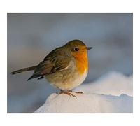 DIY Oil Paint by Numbers for Adult, Oil Paint by Numbers Adult Kit for Beginner Painting - Robin Bird Stand on Snow - 20x26 Inch (Frameless)