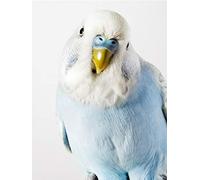 DIY Painting by Numbers for Adults, Paint by Number Kit On Canvas for Beginners, New Painters, Gift Package-Budgie 40X50Cm/15.8X19.7Inch