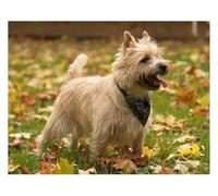 DIY Round Diamond Art Painting Cairn Terrier Dog Full Crystal Craft Kit for Adults by Number Painting Wall Decor Home Gifts 40x50CM
