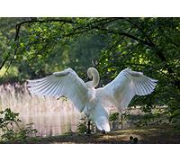 DIY Wildlife - Swan Cardboard Box of 2000 Pieces Puzzle Pieces in Wiederverschliessbarem Bag 70x100CM