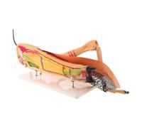 DIYEAH Insect Anatomy Model Grasshopper Teaching Aid with Detachable Parts for Hands-on Science Demonstrations, Pvc Material, for Entomology Classes and Science Exhibits