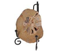 DIYEAH Natural Ammonite Mineral Specimen Engaging Aesthetic Charm Model for Table Decor and Collection for Enthusiasts and Mineral Collectors