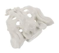 DIYEAH Portable for Education and Display Human Sacrum Model Pvc Anatomy Model with Smooth Surface Suitable for Nurses and Students