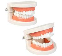 Diyiming 2Pcs Standard Teeth Model Dental Care Model, Child Brushing Teaching Demonstration Study False Anatomical for Teaching, Kids, Patient, Studying, Displaying