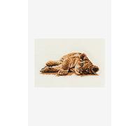 DMC Reclining Lion Cub, Includes Aida Fabric, Needle, Embroidery Threads and Instructions