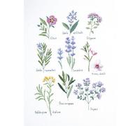 DMC Herbs - Cross Stitch Kit
