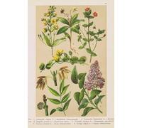 DMQBT 1000 Pieces - Colourful Irregular Puzzle - Vintage Botanical Floral Illustrations - Adult Family Stress Relief Puzzle Toys - Elderly Memory Cognition Games - DX265ZW