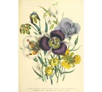 DMQBT - Puzzle 1500 Pieces ，Difficult Jigsaw ，Gifts ，Pictures ，Vintage Flowers Illustrations ，Elderly Memory Cognition Games ，Home Wall Art Decoration - Qk146Zy