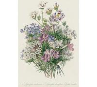 DMQBT - Puzzle 1500 Pieces ，Difficult Jigsaw ，Gifts ，Pictures ，Vintage Flowers Illustrations ，Elderly Memory Cognition Games ，Home Wall Art Decoration - Qk143Zy