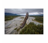 DMZPKZB Animal Posters Bald Eagles Overs Alaska room Wall ArtCanvas Art，Poster printing，Suitable for living room, bathroom and corridor，Office study decoration(Multicolor)-80x120cm Unframed