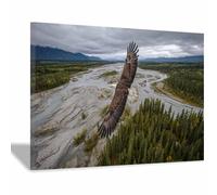 DMZPKZB Animal Posters Bald Eagles Overs Alaska room Wall ArtCanvas Art，Poster printing，Suitable for living room, bathroom and corridor，Office study decoration(Multicolor)-70x100cm Framed