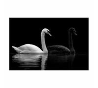 DMZPKZB Canvas Wall Art swan Modern Canvas Prints,Artwork Posters, Home Decoration,For Living Room Bedroom Bathroom Wall Decor(black and white)-70x100cm Unframed