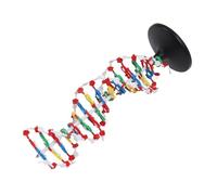 DNA Double Helical Structure Model, 3D Educational Molecular Biology Teaching Tool with Accurate Base Pairing, 10Å Diameter & 18Å Pitch, Meets National Education Standards