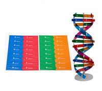 DNA Double Helix Model Kit, Human Genes Molecular Structure Assembly Model for Biology Science Education, Professional Teaching Demonstration Tool for Teachers and Learners