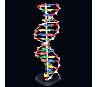 DNA Model Biology Teaching Aid - Educational Assembly Model for Human Genetics, 21cm
