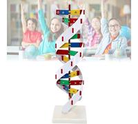 DNA Molecular Model, Double Spiral DNA Model, Made of PVC, Mounted On a Rotating Support, Scientific Teaching Tool, for Schools