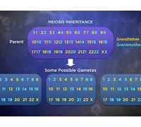 DNA Recombination, Gene Editing, CRISPR