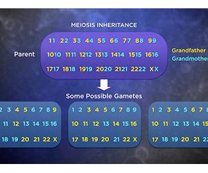DNA Recombination, Gene Editing, CRISPR