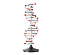 DNA Structure Model Educational Plastic DNA Double Helix Model Teaching Equipment for High School and University Biology Classes