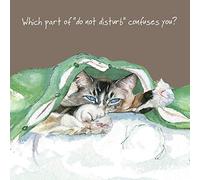 DO NOT DISTURB Tabby Cat Asleep BLANK or Birthday card - Cat Scratch