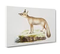 Doab Fox Illustration By John Edward Gray Canvas Print | Gallery Wrapped 30mm Frame Wall Art | 30x20 inches | Ready to Hang | Retro Animals Picture | Living Room Bedroom Lounge Office