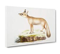 Doab Fox Illustration by John Edward Gray Canvas Print | Gallery Wrapped 30mm Frame Wall Art | 30x20 inches | Ready to Hang | Modern Animals Picture | Living Room Bedroom Lounge Office