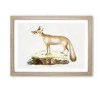 Doab Fox Illustration by John Edward Gray Framed Print | A2 Oak Framed Wall Art | Ready to Hang | Modern Animal Picture | Living Room Bedroom Lounge Office